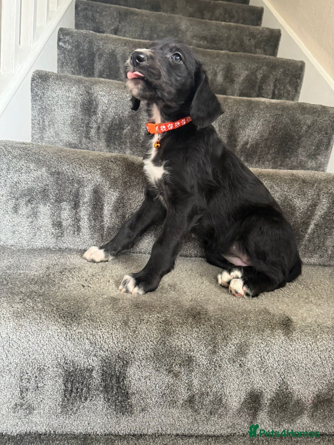 Mixed Breed dogs for sale: Lurcher puppies  - Image 15
