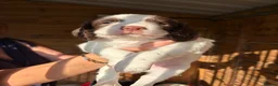 English Springer Spaniel dogs for sale: KC Springer Spaniel Pups - Advert 4