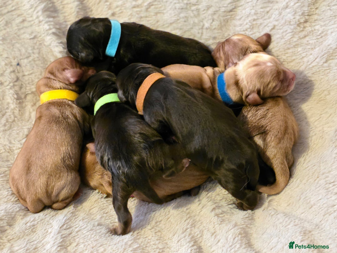 Cockapoo dogs for sale: Stunning f1b cockapoo puppies - Image 7