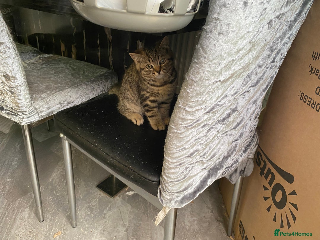 British Shorthair cats for sale: BSH Pedigree Chunky Kittens Chocolate/Gold striped - Image 15