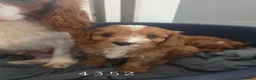 Cavapoo dogs for sale: Goregous Cavapoo Boys - Advert 4