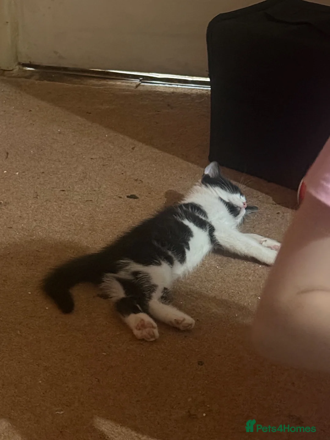 Mixed Breed cats for sale: 3 black and white kittens  - Advert 2
