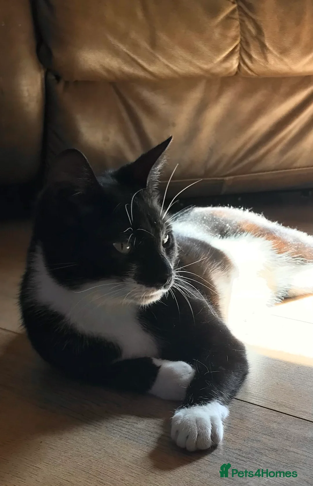 Domestic Shorthair cats for sale: Zero needs a forever home  in Doncaster - Advert 9