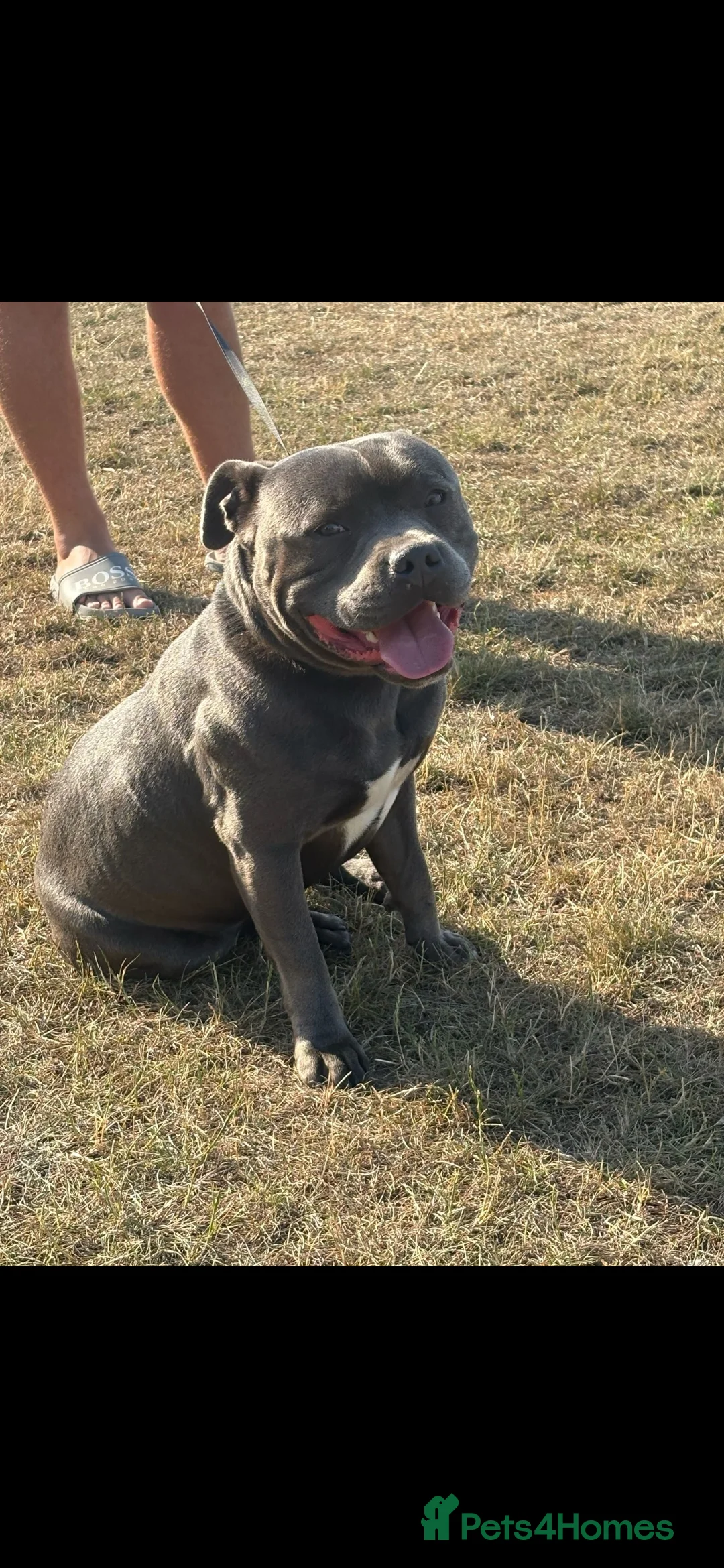 Staffordshire Bull Terrier dogs for stud: Blue staffy stud - Advert 1