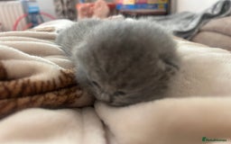 British Shorthair cats for sale: Pure British shorthair kittens  - Advert 11