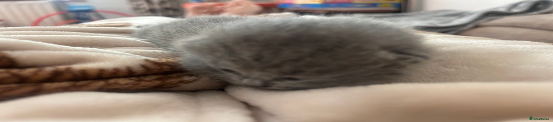 British Shorthair Kitten 3