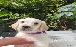 Golden Retriever dogs for sale: Stunning Golden Retriever puppies  - Image 26