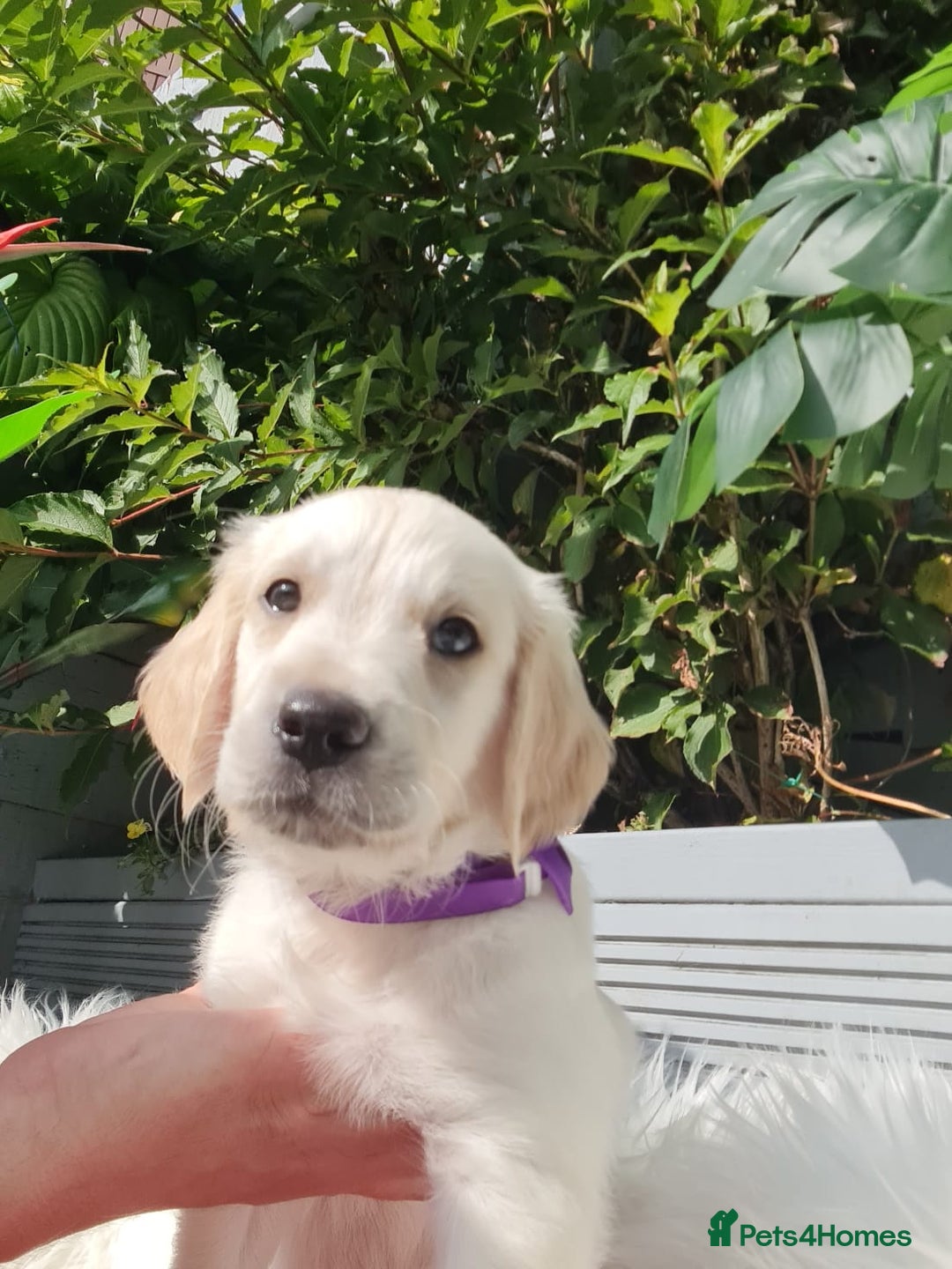 Golden Retriever dogs for sale: Stunning Golden Retriever puppies  - Image 26
