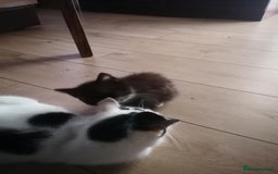 Mixed Breed cats for sale: Adorable kittens - Image 6