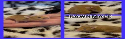 Mouse rodents for sale: Fancy mice ready now  - Advert 5