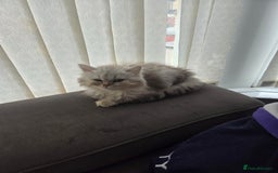 Maine Coon cats for sale: Gorgeous maine coon - Image 2