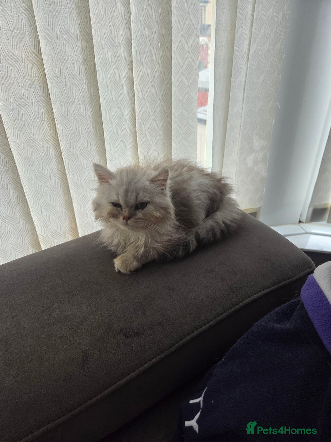 Maine Coon cats for sale: Gorgeous maine coon - Image 2