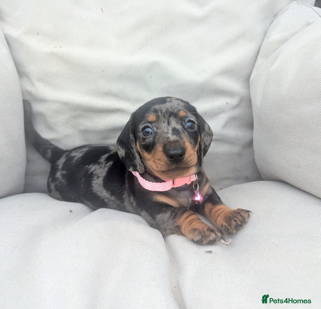 Miniature Dachshund dogs for sale: KC Registered miniature Dachshund Puppies - Image 1