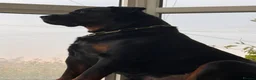 Rottweiler dogs for stud: KC Rottweiler for stud - Advert 11