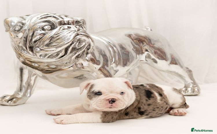 English Bulldog dogs - Advert 4