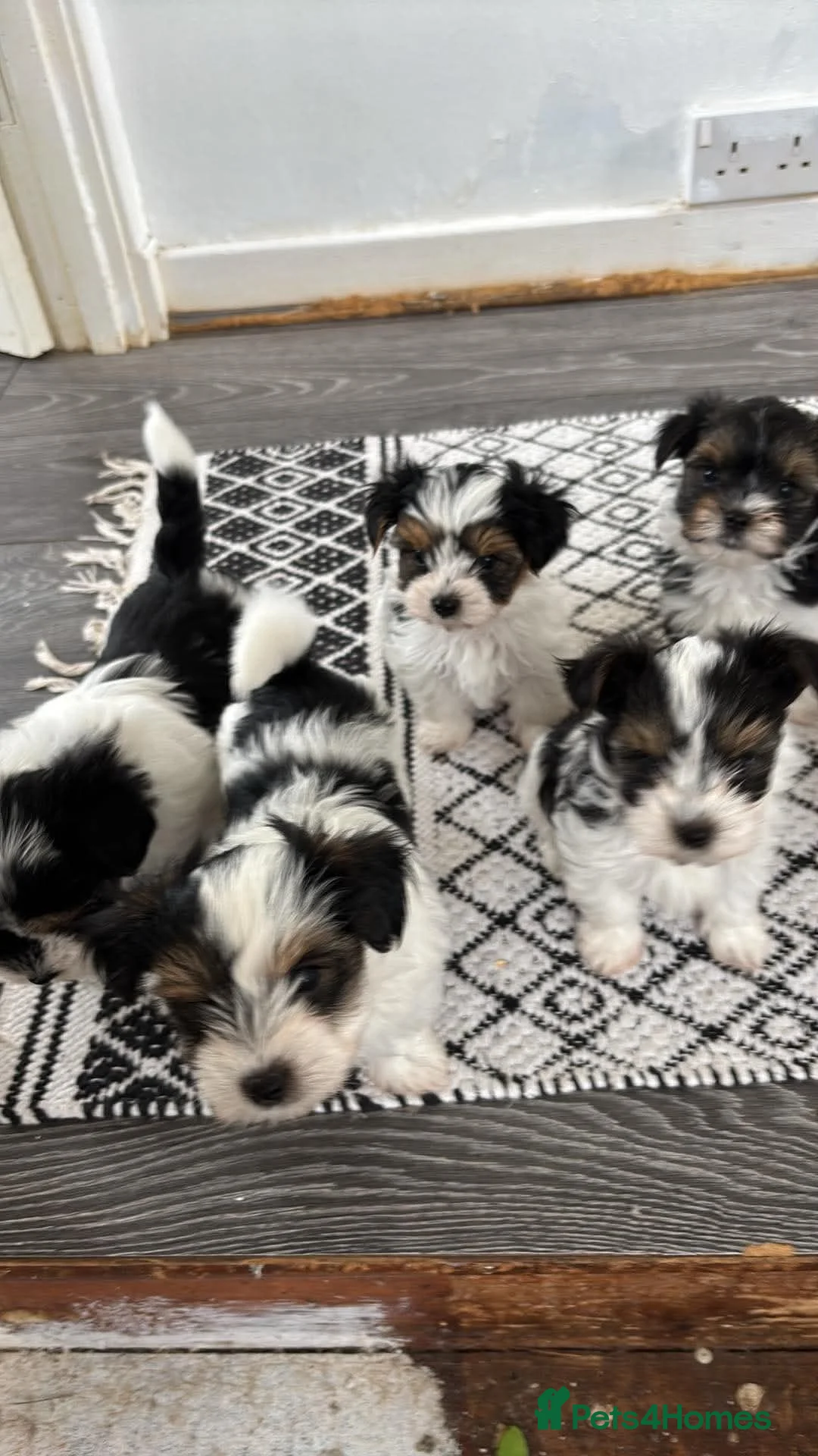 Yorkshire Terrier dogs for sale: Beautiful Yorkshire Terrier  - Advert 3