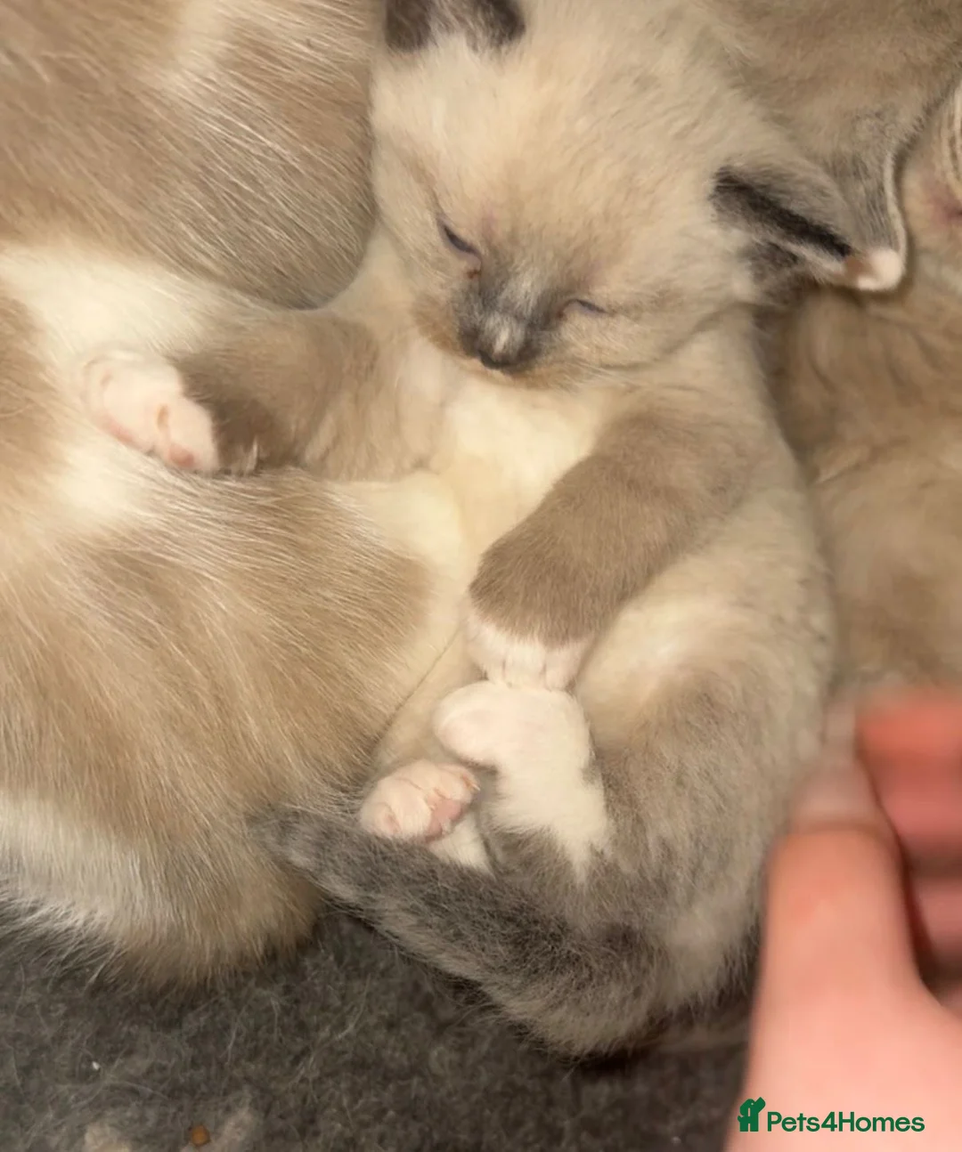 Ragdoll cats for sale: Ragdoll kittens - Advert 1