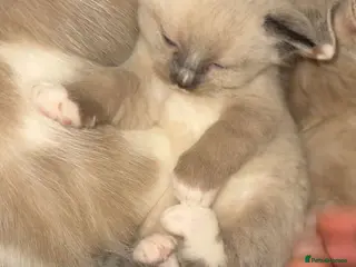 Ragdoll cats Ragdoll kittens - Advert 10