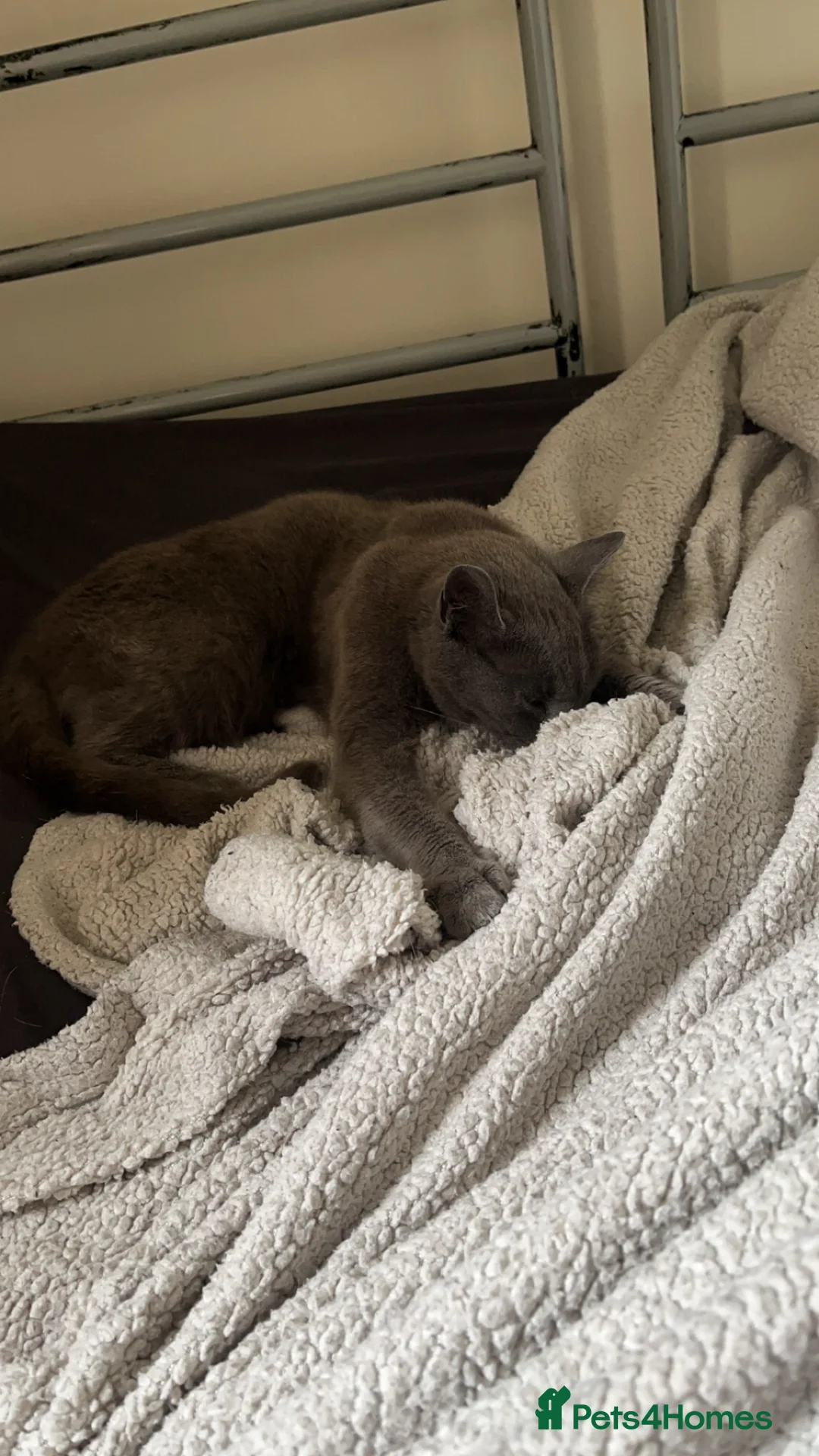 Mixed Breed cats for sale: Rehoming Cats  in Grimsby - Advert 12