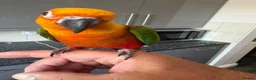 Parrots birds for sale: Jenaday conure in Swindon - Advert 3