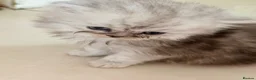 Persian cats for sale: Healthy dollface luxurious chinchilla Persians  - Advert 2