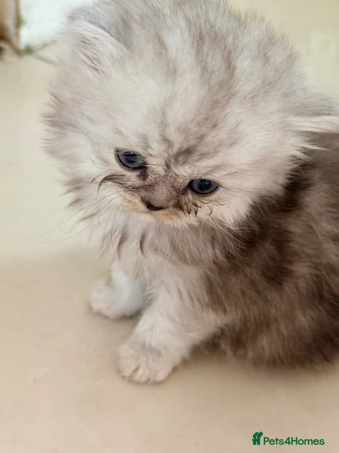 Persian cats for sale: Healthy dollface luxurious chinchilla Persians  - Advert 2