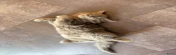 Mixed Breed cats for sale: Fluffy babies  - Advert 23