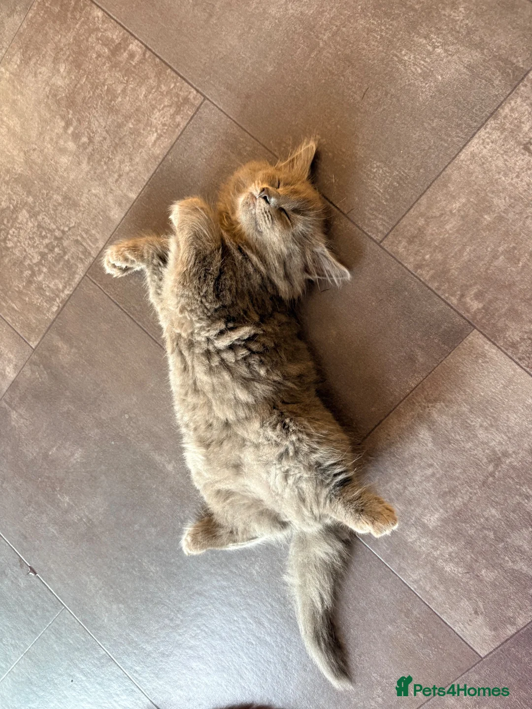Mixed Breed cats for sale: Fluffy babies  - Advert 23