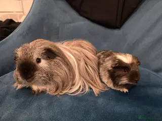 Guinea Pig rodents Father&son long haired swiss californian - Advert 12