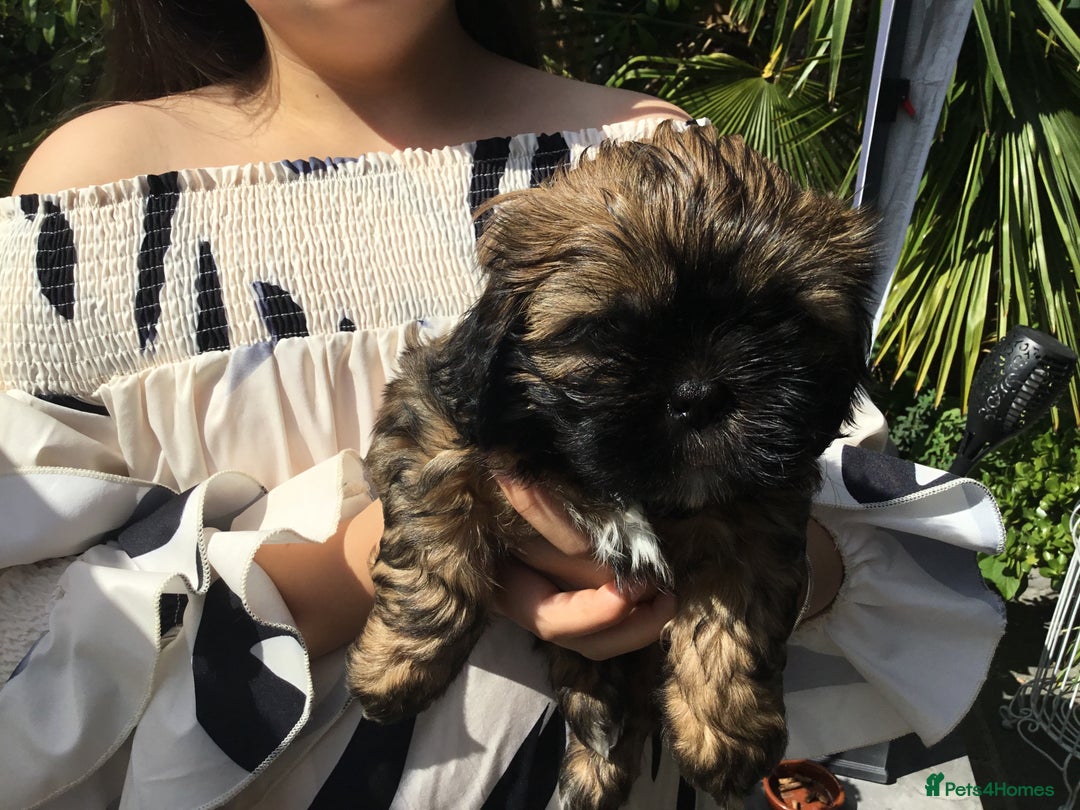 Shih Tzu dogs for sale: Tiny Imperial Shihtzu  Puppies  - Image 20