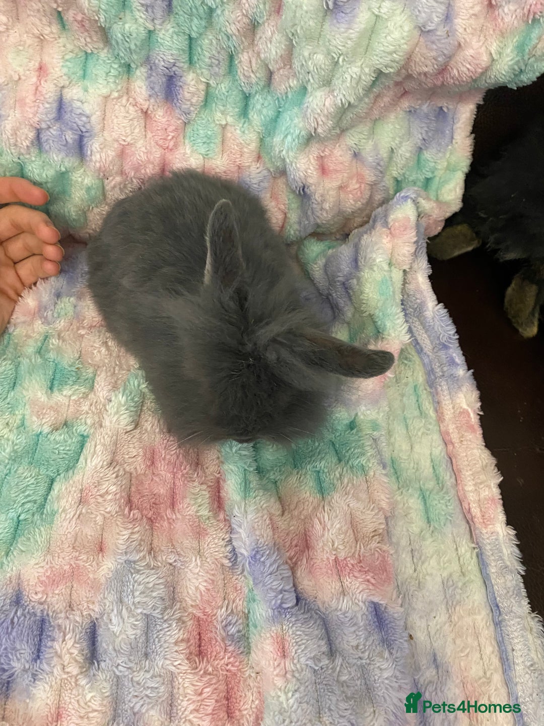 Lionhead rabbits for sale: Lionhead babies  - Advert 5