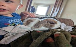 Lionhead rabbits for sale: Mini lionhead and mini lop - Image 4