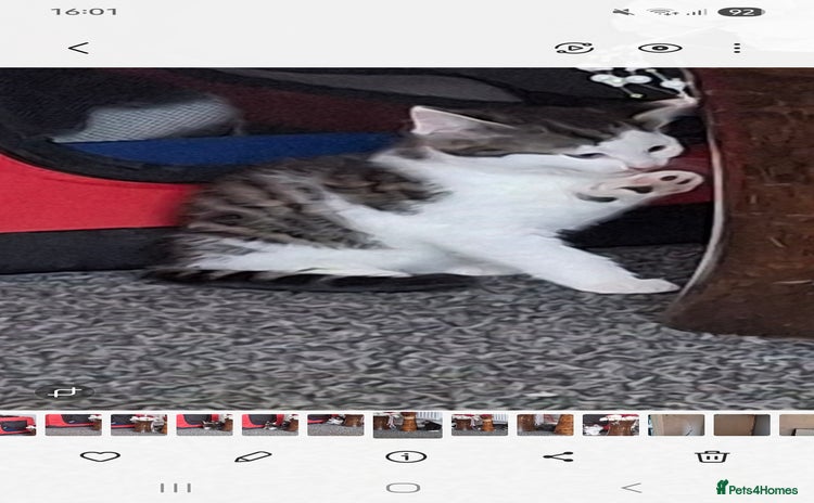 Mixed Breed cats - Advert 2