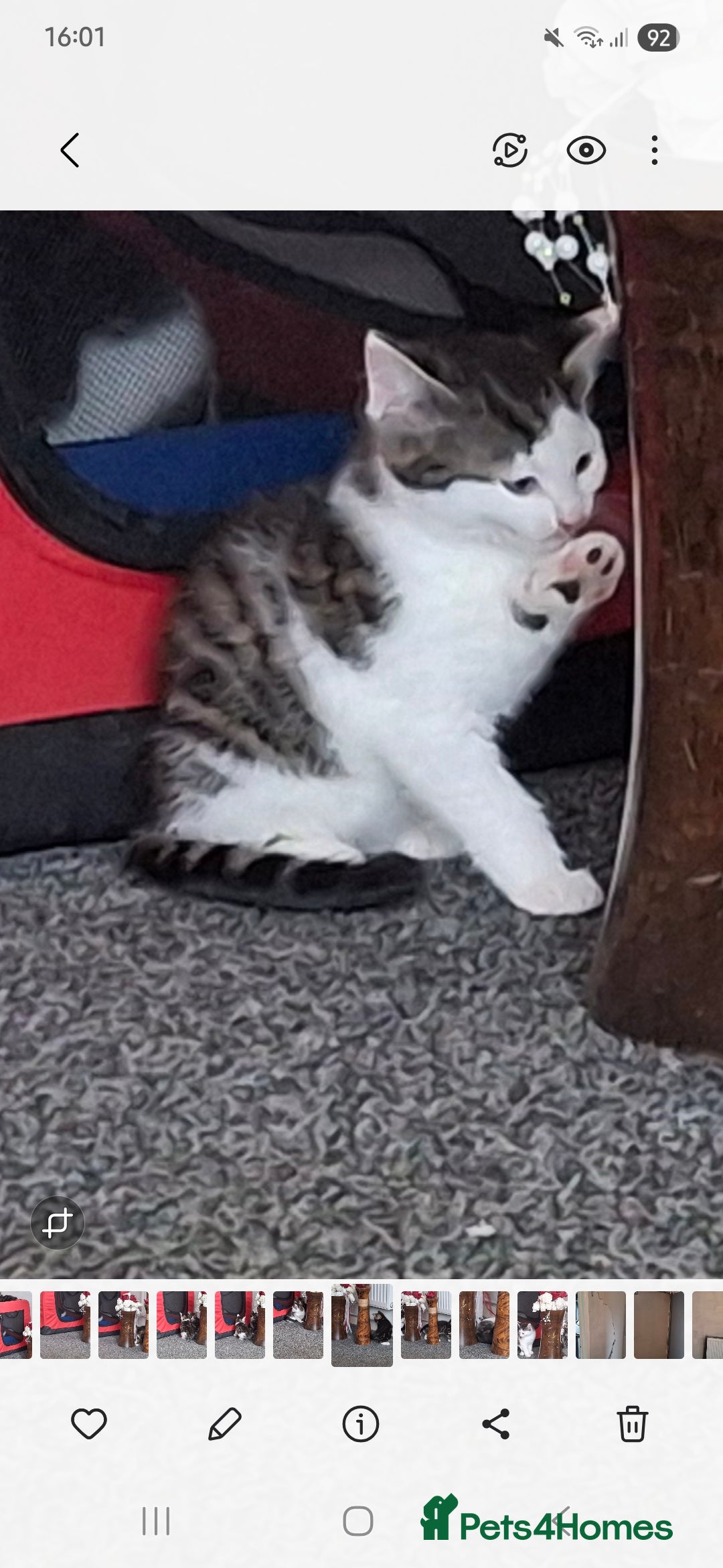 Mixed Breed cats for sale: 1 x male kitten - Image 1