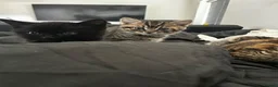 Mixed Breed cats for sale: 5 kittens ready for a happy home  in Coventry - Advert 2
