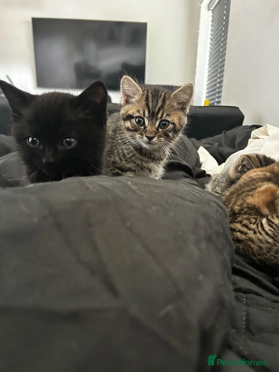 Mixed Breed cats for sale: 5 kittens ready for a happy home  in Coventry - Advert 2
