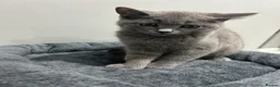 British Shorthair cats for sale: British short hair  in London - Advert 2