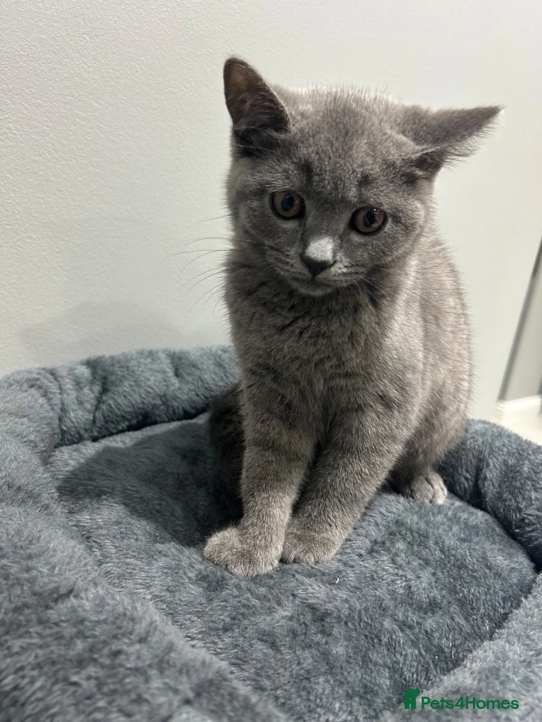 British Shorthair cats for sale: British short hair  in London - Advert 2