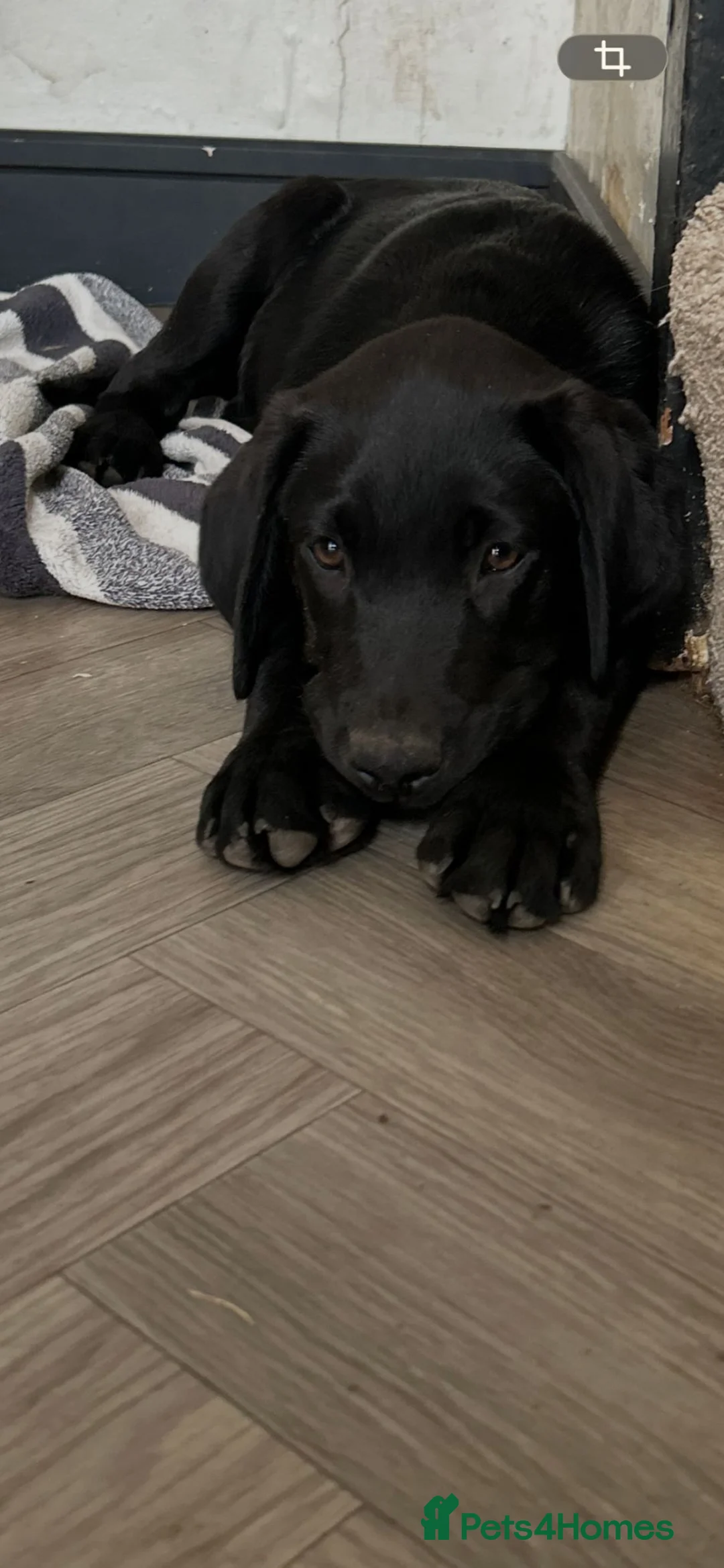 Labrador Retriever dogs for sale: 1 KC Labrador ❤️ - Advert 2