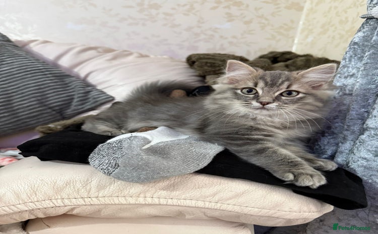 Ragdoll cats - Advert 7