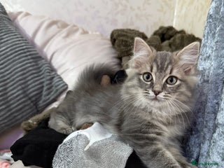 Ragdoll cats Stunning ragdoll cross BSH kitten - Advert 4