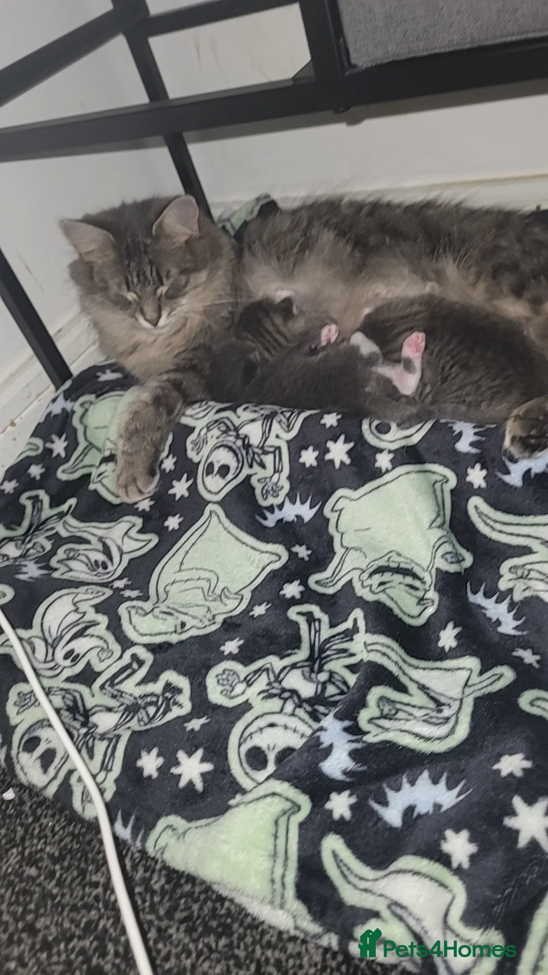 Mixed Breed cats for sale: Fluffy beautiful kittens - Advert 1
