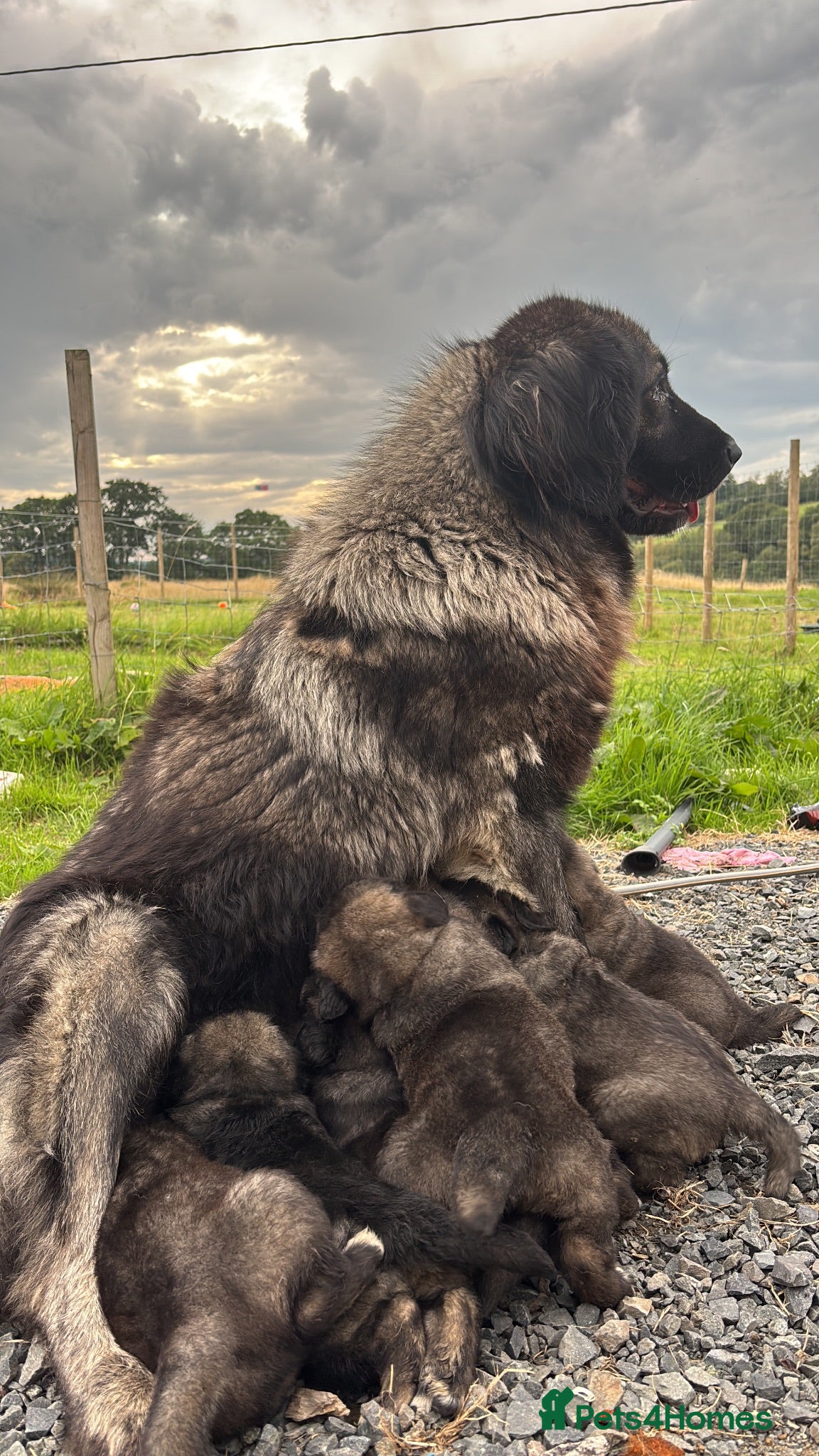 Caucasian Shepherd Dog dogs Caucasian shepherd pups. Final litter - Advert 1