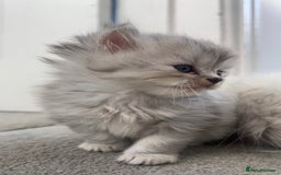 Mixed Breed cats for sale: Half Persian chinchilla and Taby mixed breed - Image 2