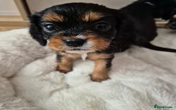 Cavalier King Charles Spaniel dogs for sale: King charles cavalier puppies - Image 4