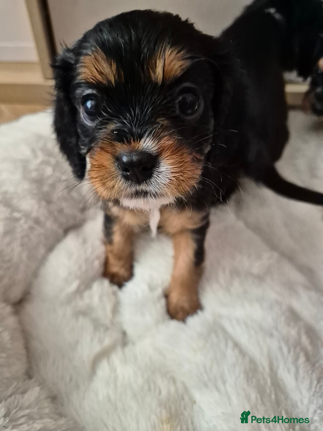 Cavalier King Charles Spaniel dogs for sale: King charles cavalier puppies - Image 4