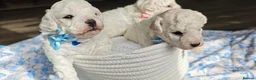 Bichon Frise dogs for sale: Sweet Bichon Frise puppies- Champion Bloodline - Advert 12
