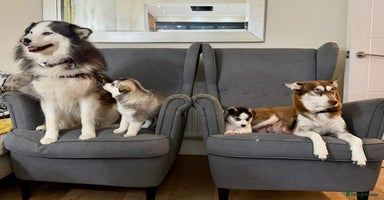 Mixed Breed dogs Pomsky for sale - Advert 8