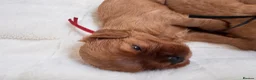 Cavalier King Charles Spaniel dogs for sale: Beautiful red KC boys health tested parents 😍🐶😍 in Swanley - Advert 6