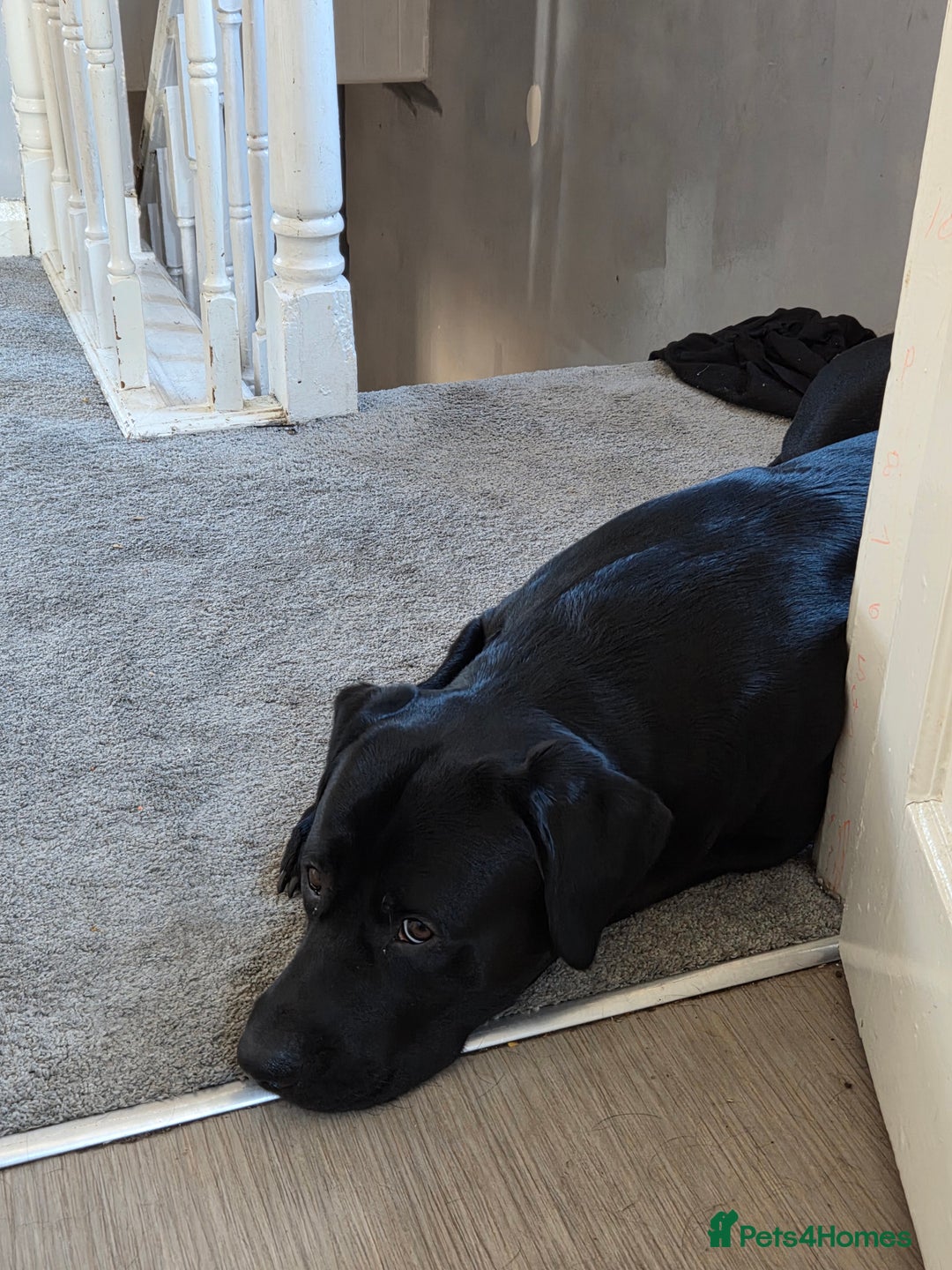 Labrador Retriever dogs for sale: Milo Boy - Advert 3